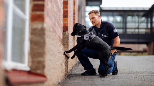 En väktare i uniform står på huk och leder fängelsehundens arbete. Hunden, en labradorretriever, vilar med framtassarna på fönsterkarmen till en tegelbyggnad.